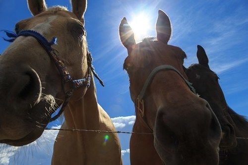 Targhee Lodge By Grand Targhee Resort Alta Buitenkant foto